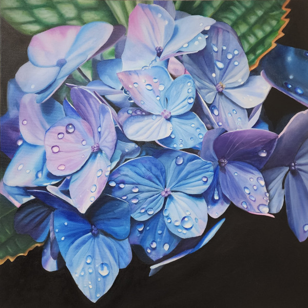 Hydrangeas by Alisha Morgan