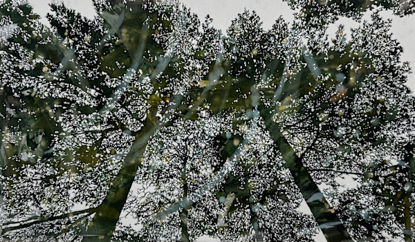 When I am among the trees (Thiepval III 50°03'39"N 2°40'48"E) by Rebecca Tucker, Image 1.