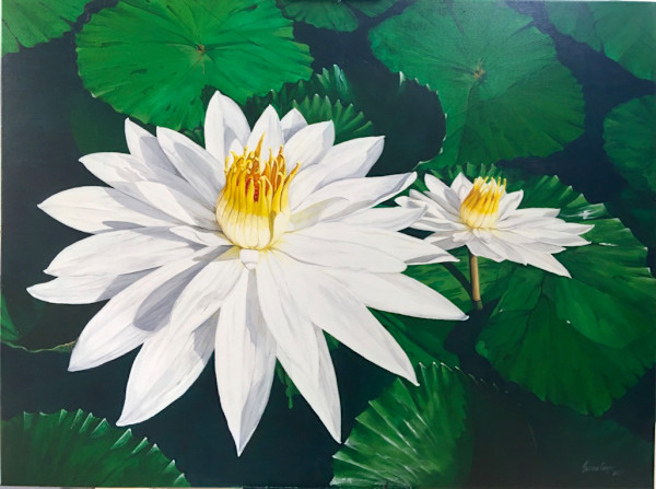 Waterlilies, Niger by Theresa Cooper