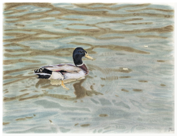 Pato no rio by Carla Caroça