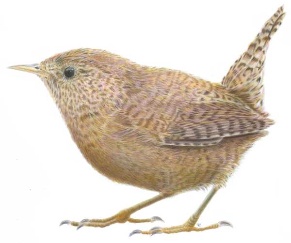 Troglodytes troglodytes by Carla Caroça