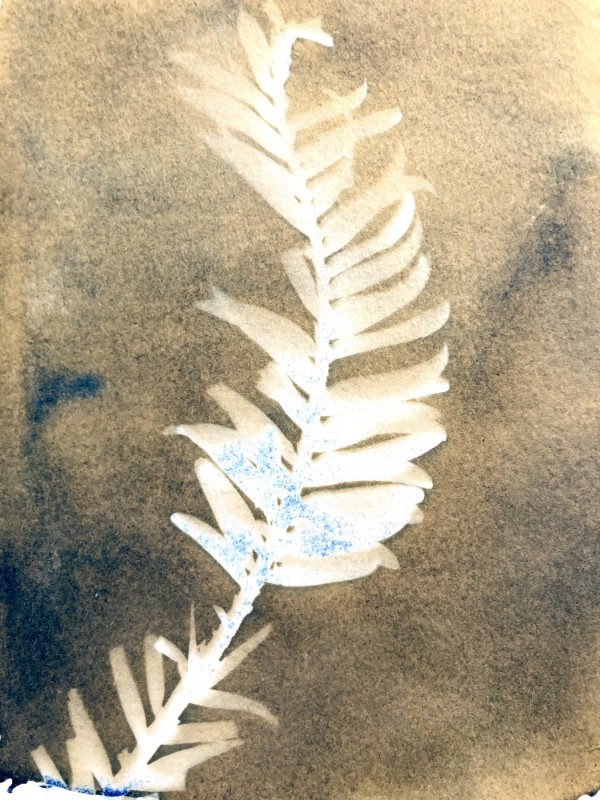 Wollemi Pine 2 by Marie Craig
