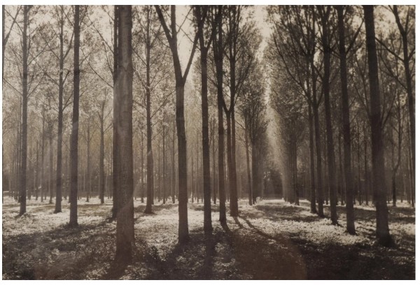 La forêt de Chantilly by Lee Snider