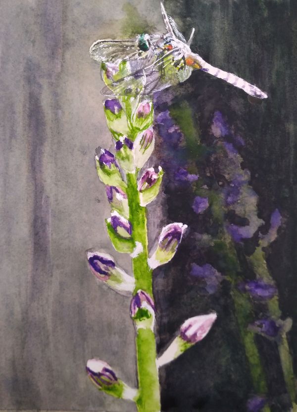 Dragonfly on Hosta by Leanne Marchand