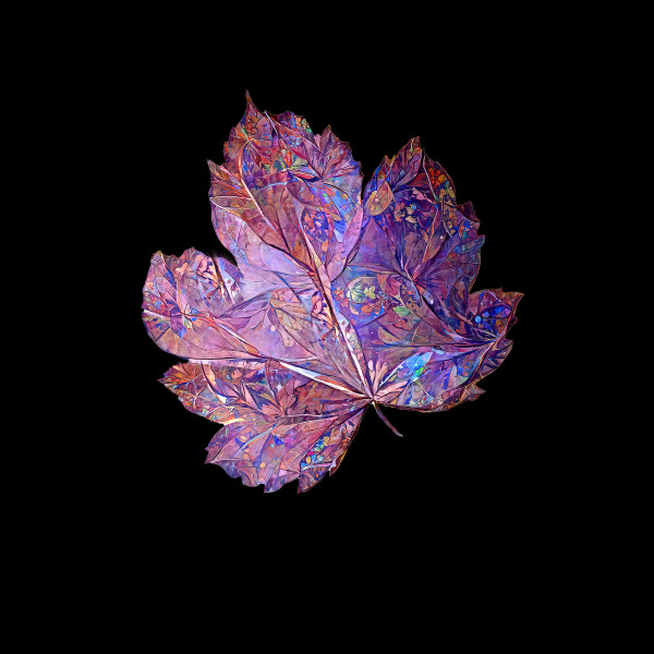 Purple Leaf #2 by Mark Mrohs