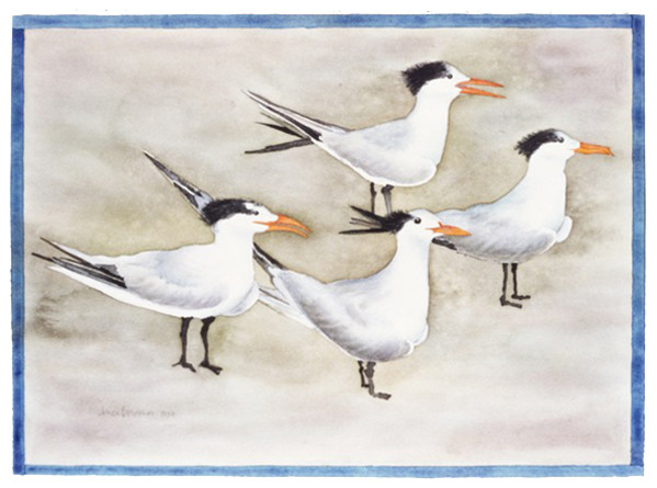 Royal Terns by alice brickner