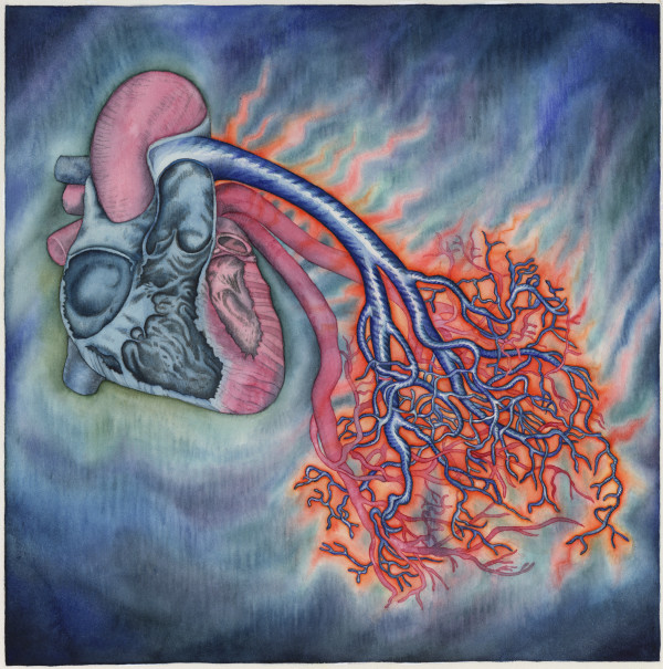 Heart with Arteries by alice brickner
