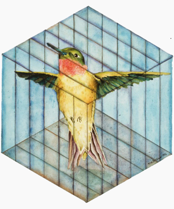 Hummingbird in Cage by alice brickner