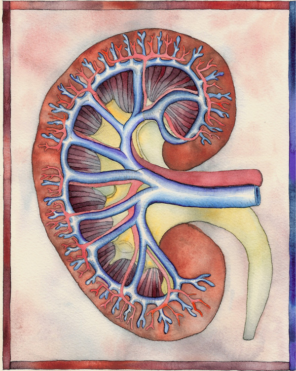 kidney 3 by alice brickner