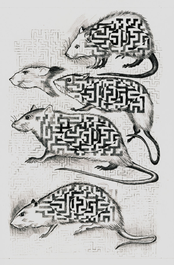 Maze in Rats by alice brickner