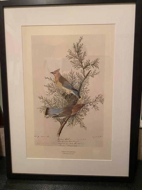 Cedar Waxwing by John James Audubon