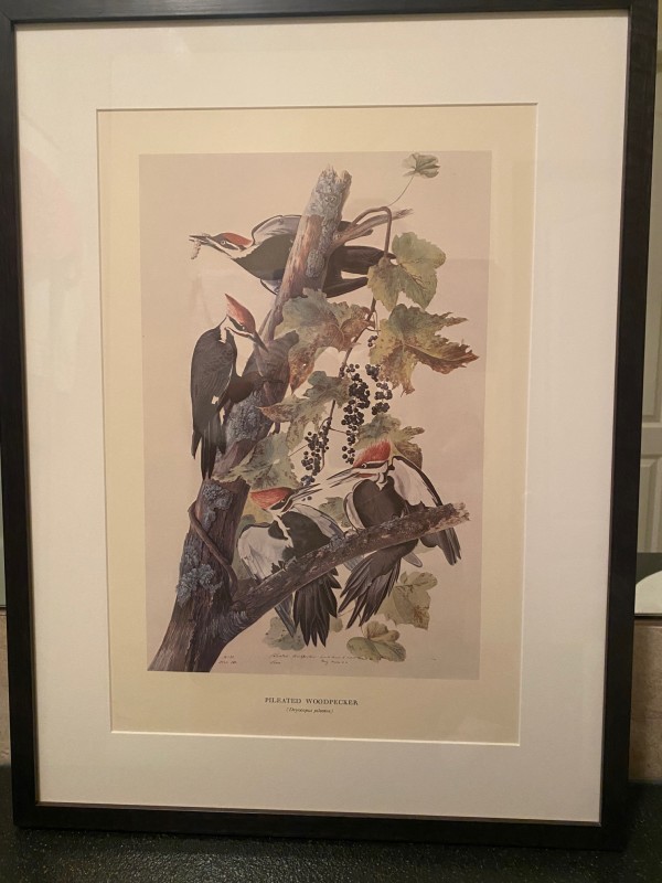 Pileated Woodpecker by John James Audubon