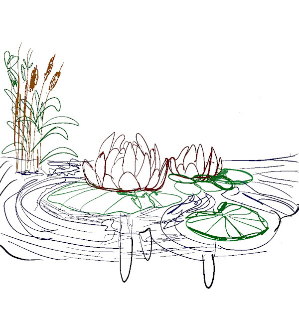 Waterlillies Pond Sketch by Emily Rose Govier Honderich