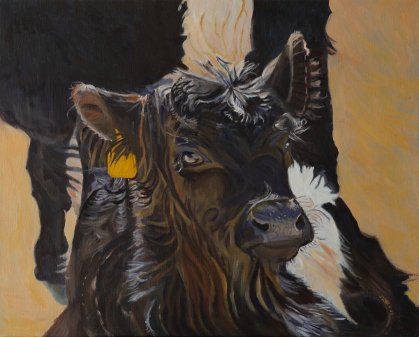 Calf #1 by Joan M.Losee