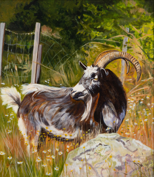 Icelandic Cashmere Goat by Joan M.Losee