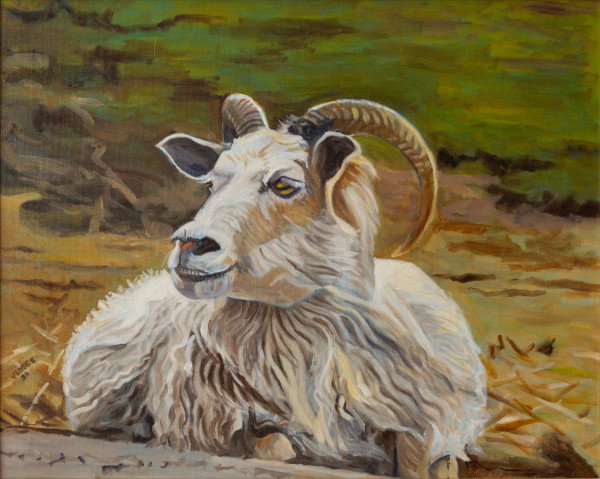 Cashmere Sheep Resting by Joan M.Losee