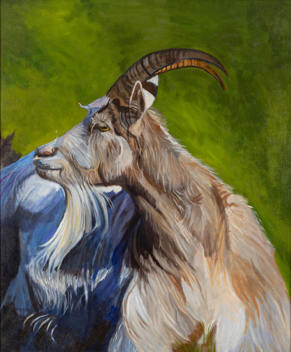 Icelandic Cashmere Goat by Joan M.Losee
