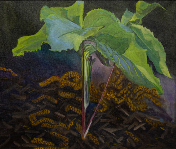 Jack in the Pulpit with Catkins by Joan M.Losee