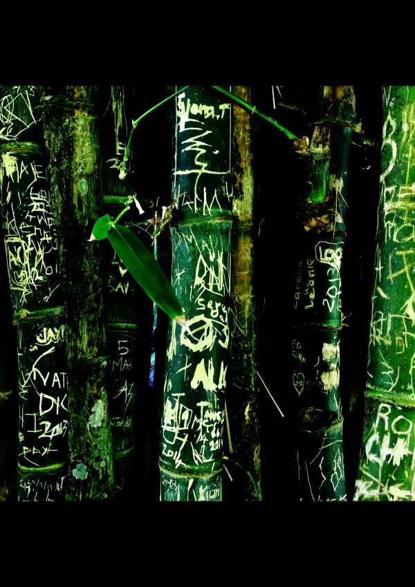 Ko te karawhiti ki te uru inanga a te wharenui o Kawana Hori Kerei, 'arboglyphs', bamboo grove, Grey's Mansion, Kawau Island , 5 February 2017 by Dr  Rangihiroa Panoho