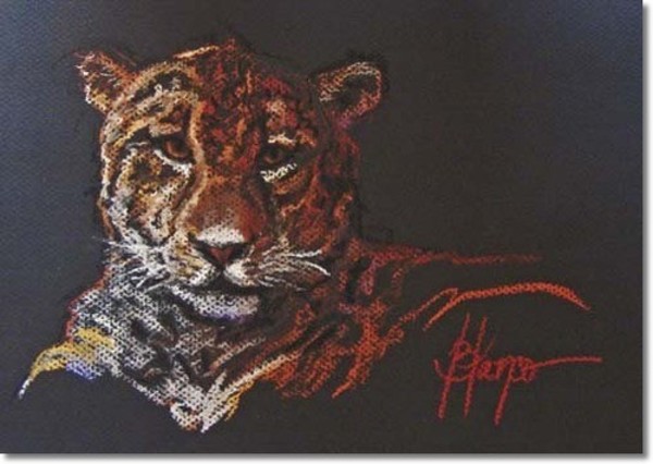 Tiger by Jeannina Blanco