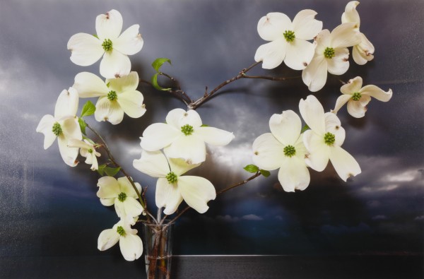Dogwood, Northumberland Strait by Vaughn Sills