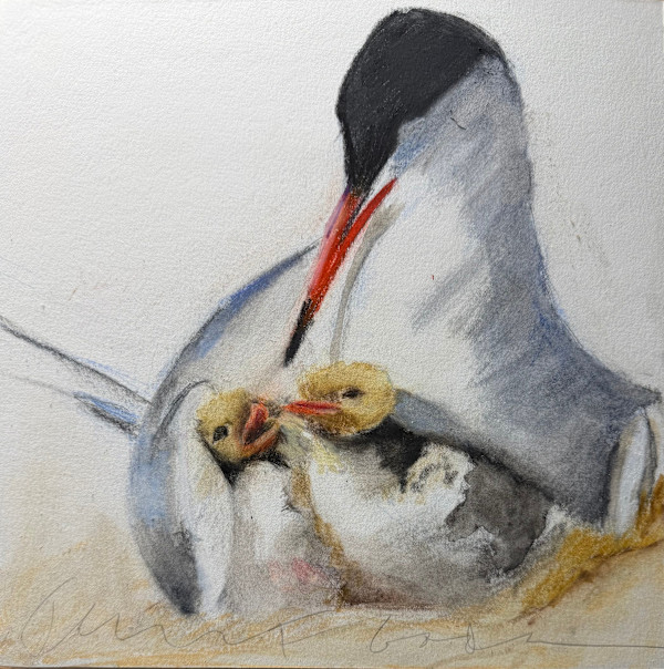Tern Family on the beach by Jeanne Goodman, Image 1.