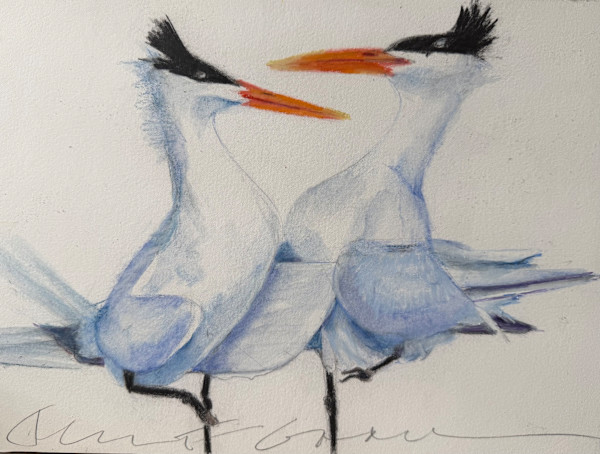 Tern facing tern by Jeanne Goodman, Image 1.