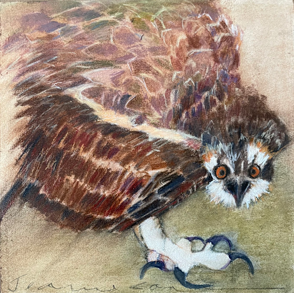 Squatting osprey by Jeanne Goodman, Image 1.