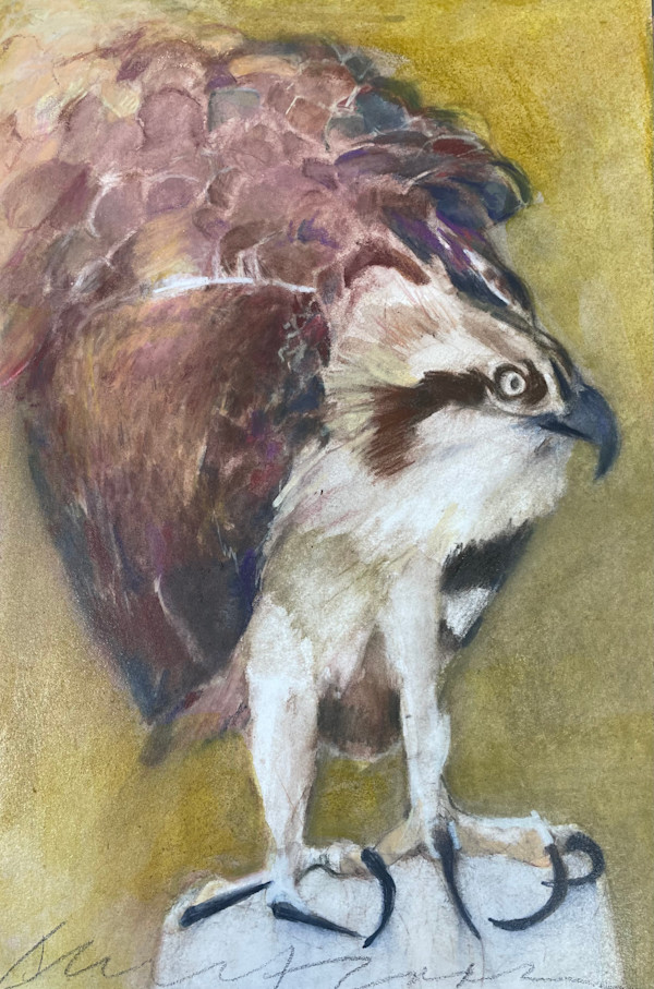 Osprey looking out by Jeanne Goodman, Image 1.