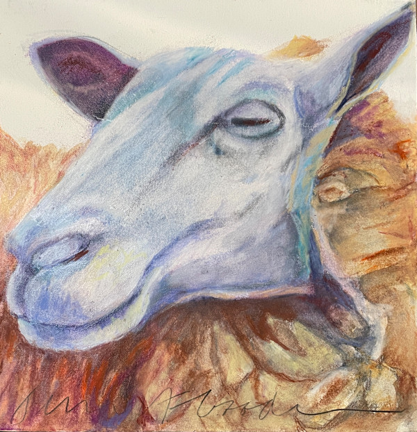 Merino Sheep portrait by Jeanne Goodman, Image 1.