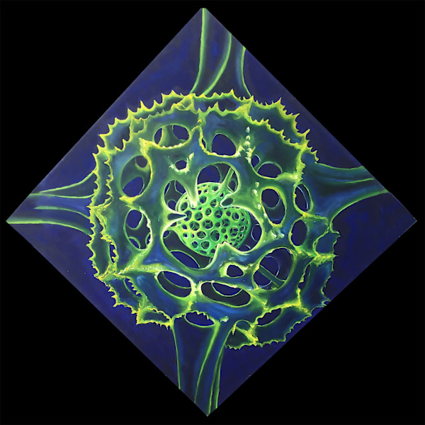 Radiolaria by Nick Aquilino