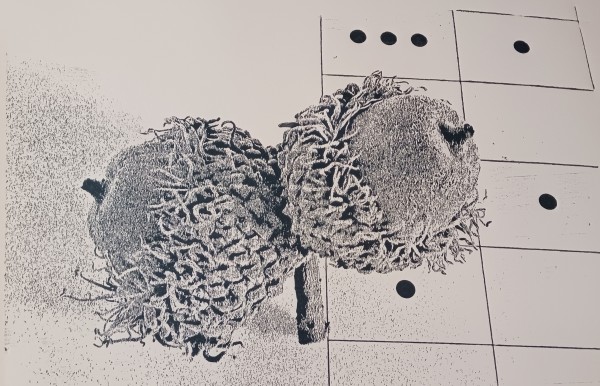 Acorns by dennis gordon