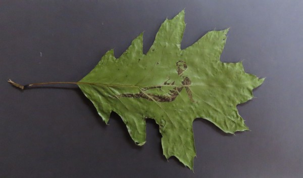 Leafy Repose by dennis gordon