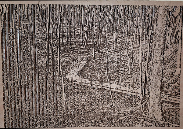 Black Pond Reserve - Cardboard Engraving by dennis gordon