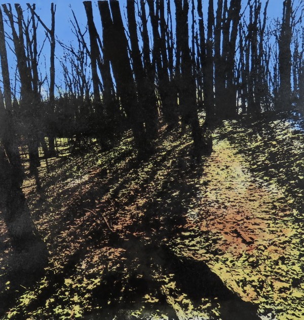 Black Pond Woods Shadows by dennis gordon