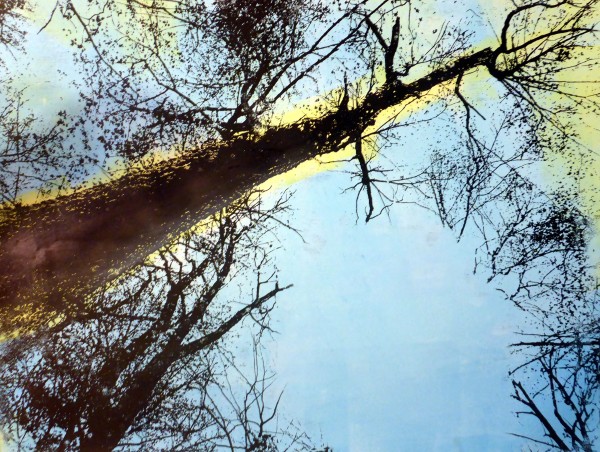 Forest Look-Up by dennis gordon