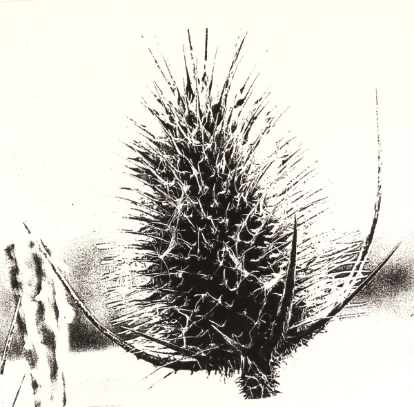 Teasel Study by dennis gordon