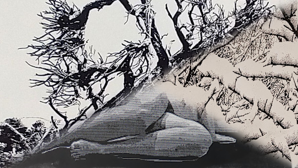 Lost in Brush by dennis gordon