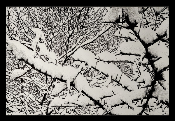 Snowfall on Braches by dennis gordon