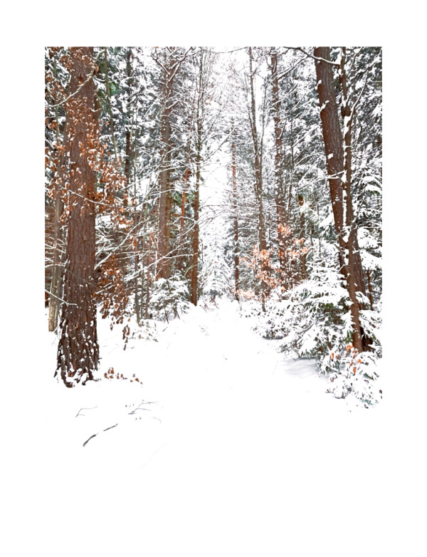 Forest path III / Lesní cesta III by Martin Slavíček