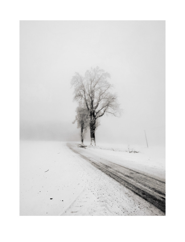 Tree by the road / Strom u cesty by Martin Slavíček