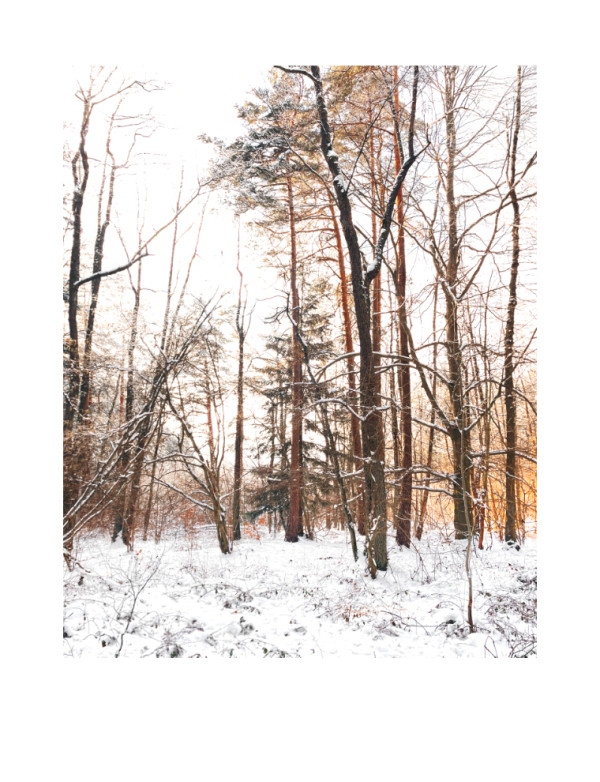 Morning in the woods / Ráno v lese by Martin Slavíček