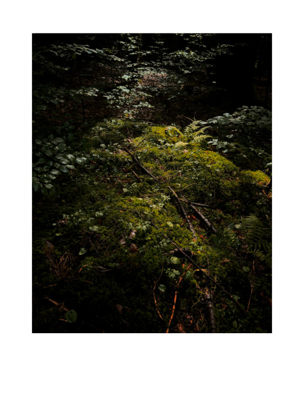 Forest moss I / Lesní mech I by Martin Slavíček