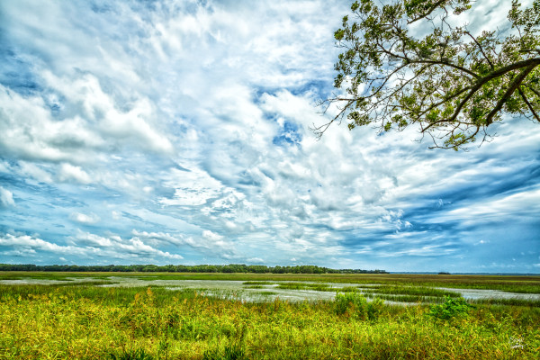 The Marsh at Botany Bay by Gestalt Imagery