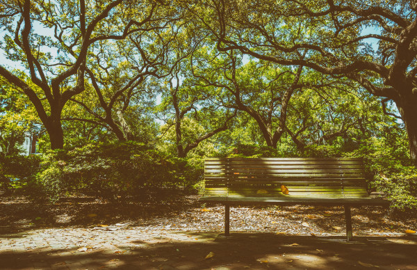 Under the Live Oaks  by Gestalt Imagery