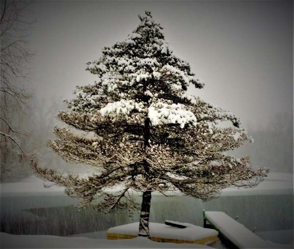 Winter Solstice by Cheryl Ann Boc-Chidester