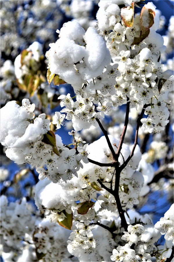 Spring Snow Buds by Cheryl Ann Boc-Chidester, Image 1.