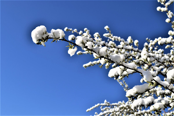 Honeysuckles in the Snow by Cheryl Ann Boc-Chidester