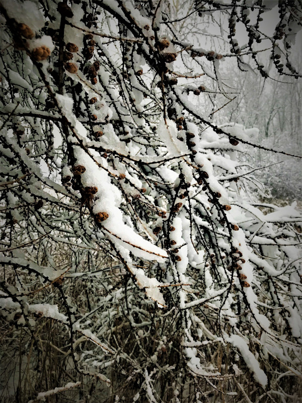 Winter Berries by Cheryl Ann Boc-Chidester