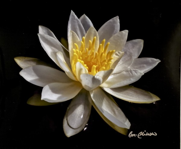 Late Summer Beauty by Cheryl Ann Boc-Chidester